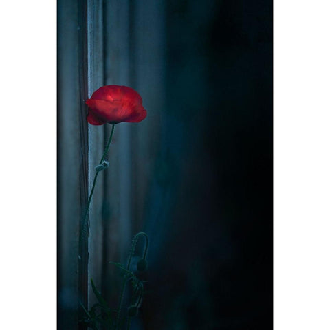 Waiting... Black Modern Wood Framed Art Print with Double Matting by Tseng, Judy