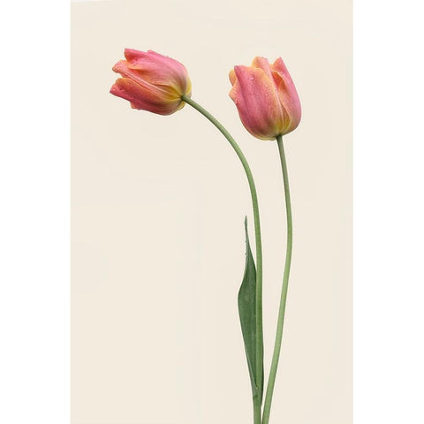 Duo Black Modern Wood Framed Art Print with Double Matting by Gronkjar, Lotte