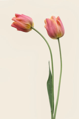 Duo Black Ornate Wood Framed Art Print with Double Matting by Gronkjar, Lotte