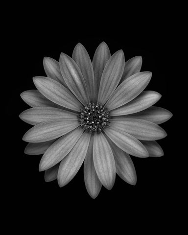 Osteospermum Black Ornate Wood Framed Art Print with Double Matting by Gronkjar, Lotte