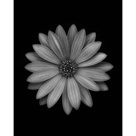 Osteospermum White Modern Wood Framed Art Print by Gronkjar, Lotte