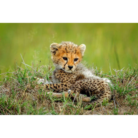 Cute Cheetah Cub... White Modern Wood Framed Art Print by Roshkumar