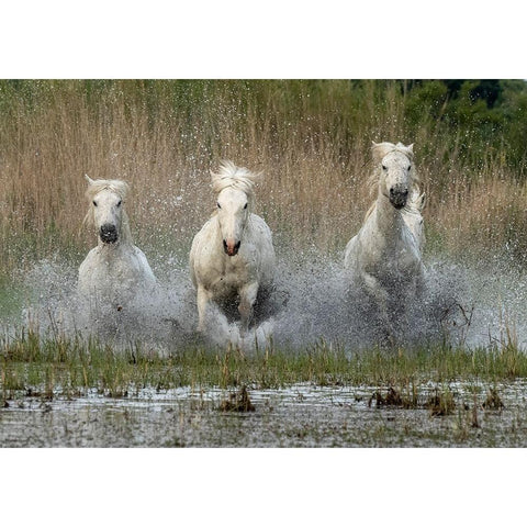 Coming in  to the dry White Modern Wood Framed Art Print by Zvelebil PhD, Marketa