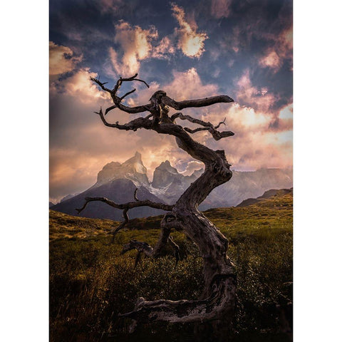 Dead Tree White Modern Wood Framed Art Print by Zhang, Dennis