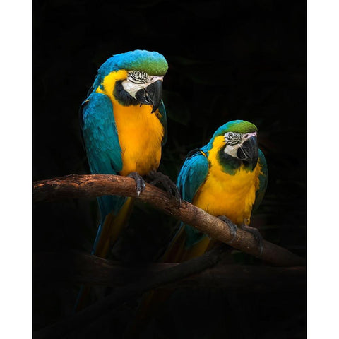 Macaw Parrots Black Modern Wood Framed Art Print by Bunjamin (Abe), Antonyus
