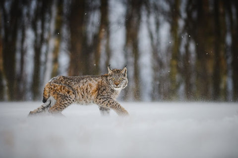 The Eurasian Lynx (Lynx Lynx) White Modern Wood Framed Art Print with Double Matting by Rozehnal, Jan