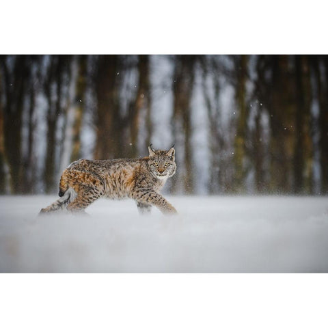 The Eurasian Lynx (Lynx Lynx) Black Modern Wood Framed Art Print by Rozehnal, Jan