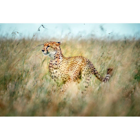 Secret Way Black Modern Wood Framed Art Print with Double Matting by Roshkumar