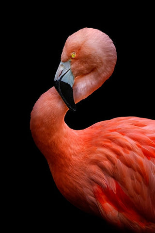 Untitled Black Ornate Wood Framed Art Print with Double Matting by Pandya, Hardik