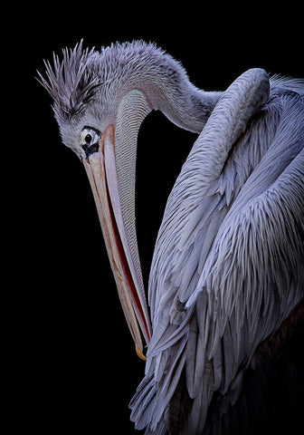 Untitled White Modern Wood Framed Art Print with Double Matting by Pandya, Hardik