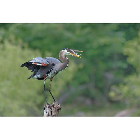 A Good Place To Enjoy The Meal Gold Ornate Wood Framed Art Print with Double Matting by Xu, Sheila