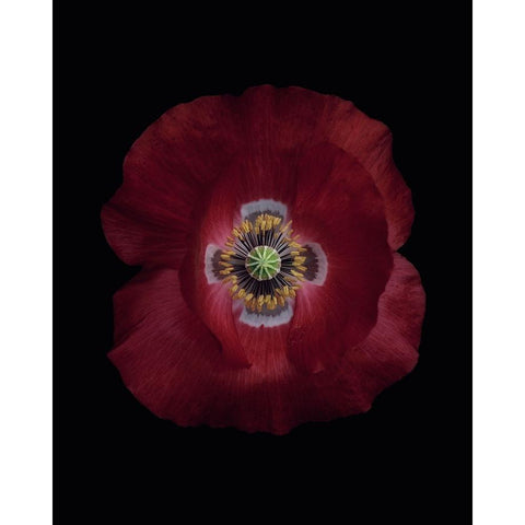 Red poppy Black Modern Wood Framed Art Print with Double Matting by Gronkjar, Lotte