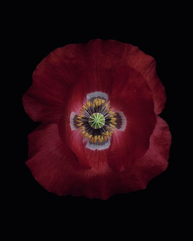 Red poppy Black Ornate Wood Framed Art Print with Double Matting by Gronkjar, Lotte