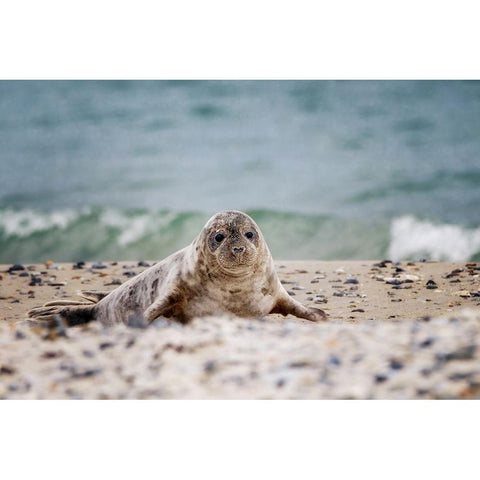 Seal on the beach Gold Ornate Wood Framed Art Print with Double Matting by Firesova, Michaela