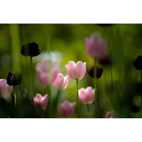 Tulips Black Modern Wood Framed Art Print by Kazumasa, Kondou