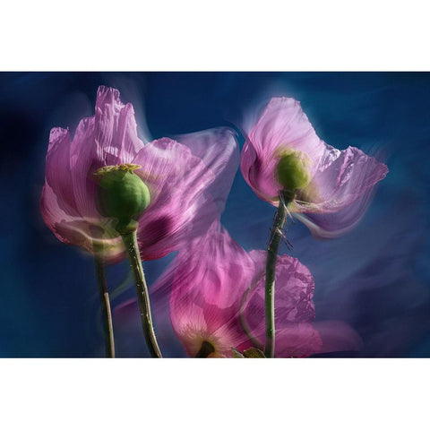 Poppies by the wayside White Modern Wood Framed Art Print by Ruckert, Stephan