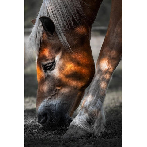 Filtered Light White Modern Wood Framed Art Print by Wilson, Francis