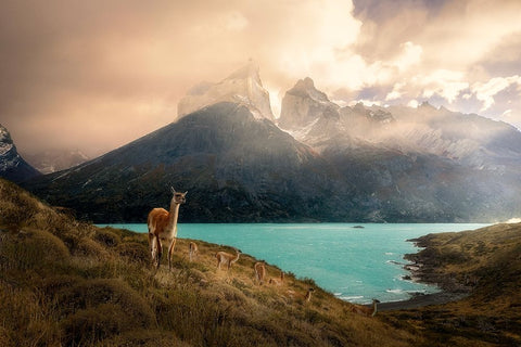 Alpaca at Torres del Paine II Black Ornate Wood Framed Art Print with Double Matting by Zhang, Dennis