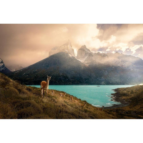Alpaca at Torres del Paine II Black Modern Wood Framed Art Print with Double Matting by Zhang, Dennis