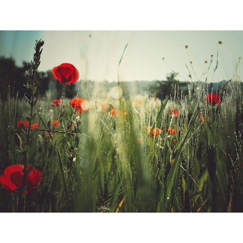 Spirit of the fields Black Modern Wood Framed Art Print with Double Matting by Margau, Delphine