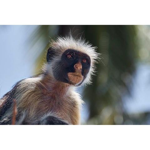 Colobus portrait Black Modern Wood Framed Art Print with Double Matting by Shpek, Andrey