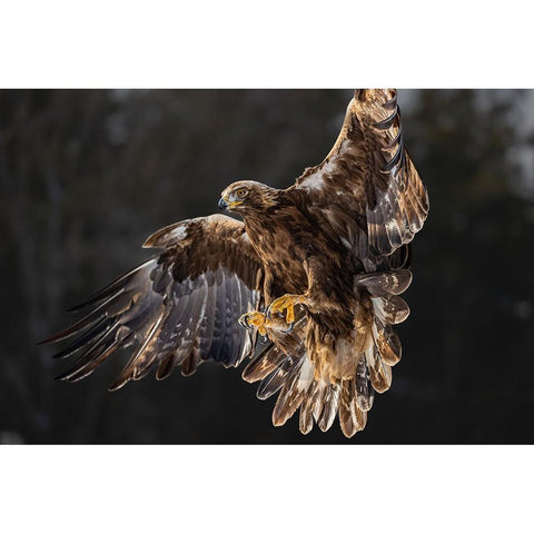 The golden eagle soared on its wings Gold Ornate Wood Framed Art Print with Double Matting by Chen, Davidhx