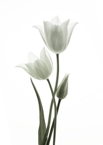Tulips White Modern Wood Framed Art Print with Double Matting by Wang, Ada