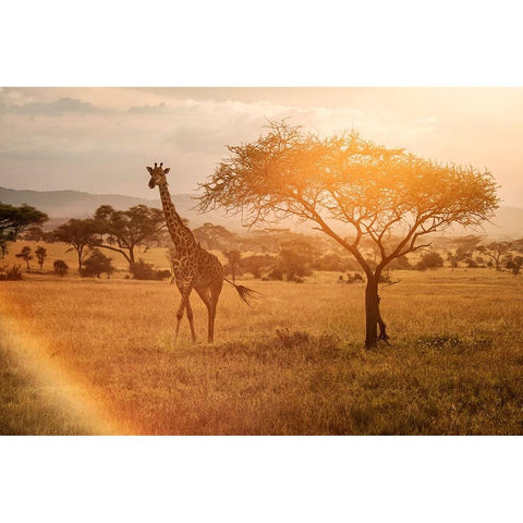 Giraffe Gold Ornate Wood Framed Art Print with Double Matting by Mirica, Dan