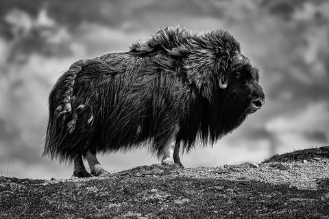 male Musk ox White Modern Wood Framed Art Print with Double Matting by Alicke, Bjoern