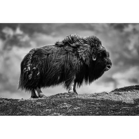 male Musk ox Black Modern Wood Framed Art Print with Double Matting by Alicke, Bjoern