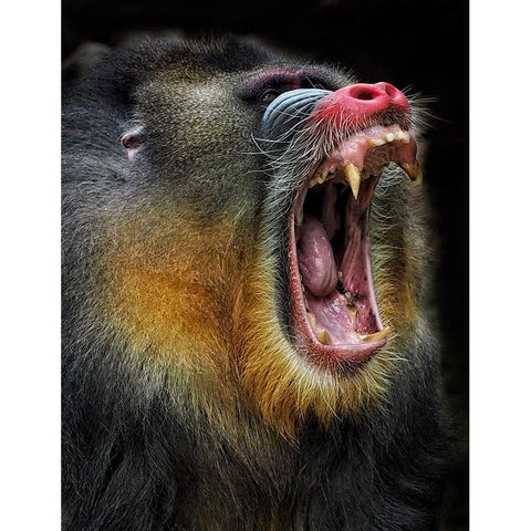 Yawn Black Modern Wood Framed Art Print with Double Matting by Satria Said, Asa