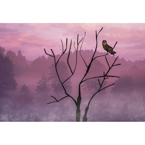 Pink Sky in the Morning White Modern Wood Framed Art Print by A. Fletcher, Barbara