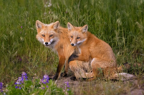 Love White Modern Wood Framed Art Print with Double Matting by W, Joanna