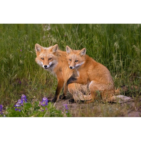 Love Black Modern Wood Framed Art Print by W, Joanna