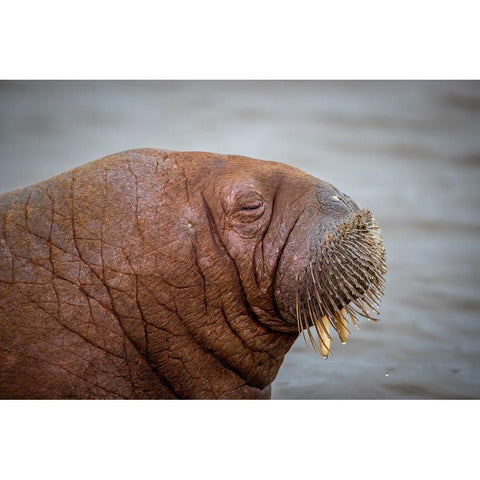 Walrus White Modern Wood Framed Art Print by Sorensen, Jorgen