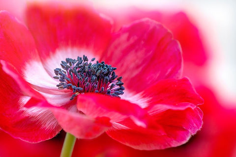 Simply Red White Modern Wood Framed Art Print with Double Matting by Parker, Jacky