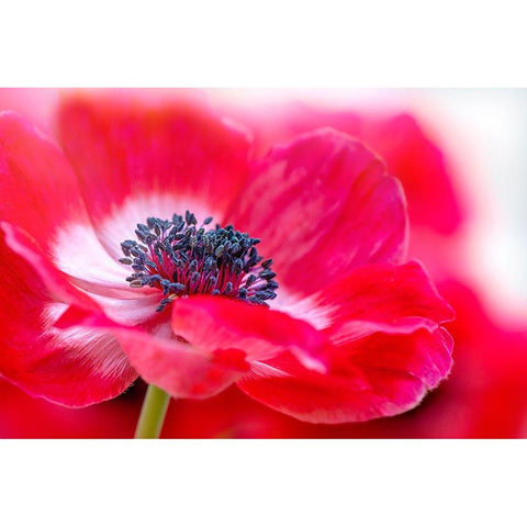 Simply Red White Modern Wood Framed Art Print by Parker, Jacky