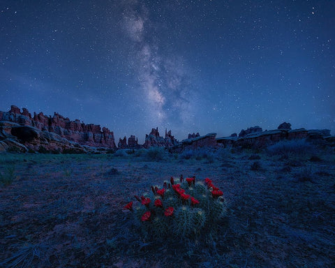 Milky Way Over Blooming Cactus In Needles District Black Ornate Wood Framed Art Print with Double Matting by Xu, Mei