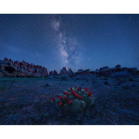 Milky Way Over Blooming Cactus In Needles District Gold Ornate Wood Framed Art Print with Double Matting by Xu, Mei