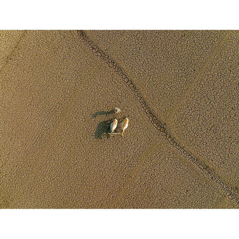 Dried Land White Modern Wood Framed Art Print by Khan Ronnie, Azim