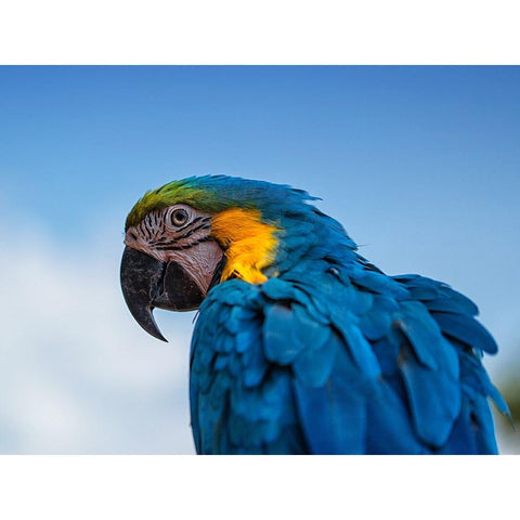 Osgar the Parrot. Black Modern Wood Framed Art Print by Londal, Leif