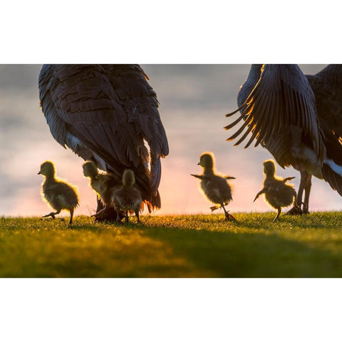 new world White Modern Wood Framed Art Print by Liu, Dawei