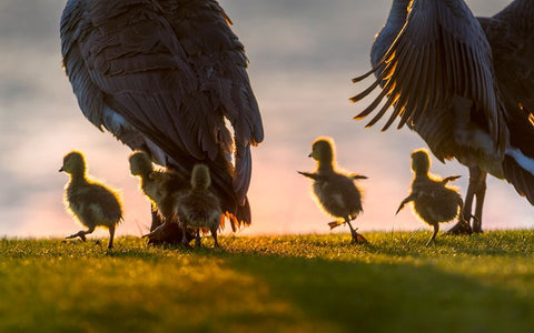 new world White Modern Wood Framed Art Print with Double Matting by Liu, Dawei