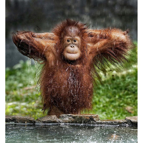 Young Orangutan Black Modern Wood Framed Art Print with Double Matting by Satria Said, Asa