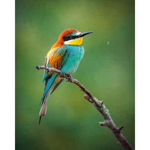 The European Bee-Eater (Merops Apiaster) Gold Ornate Wood Framed Art Print with Double Matting by Rozehnal, Jan