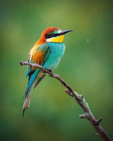 The European Bee-Eater (Merops Apiaster) White Modern Wood Framed Art Print with Double Matting by Rozehnal, Jan