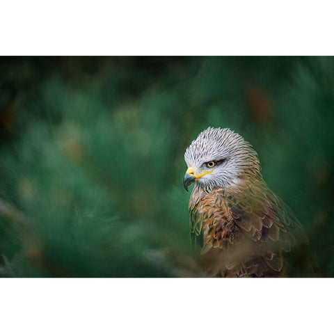The Black Kite (Milvus Migrans) Black Modern Wood Framed Art Print with Double Matting by Rozehnal, Jan