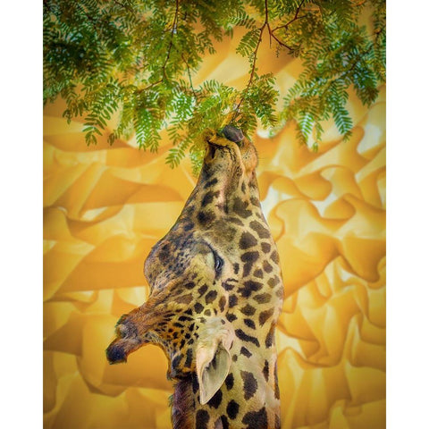 Giraffe at the Zoo Black Modern Wood Framed Art Print with Double Matting by Esposito, Ed
