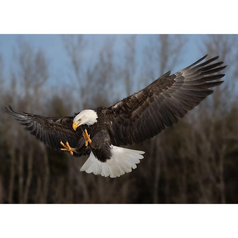 American bald eagle White Modern Wood Framed Art Print by Chen, Davidhx