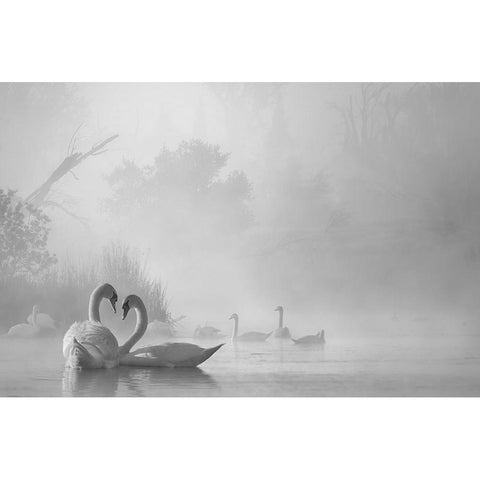 morning fog on swan lake White Modern Wood Framed Art Print by Liu, Dawei
